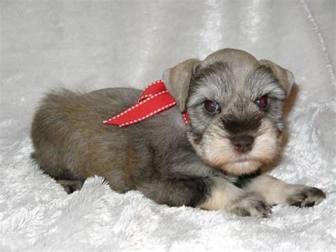 Located between collin county & dallas county. Teacup maltipoo puppies for Sale in Houston, Texas ...