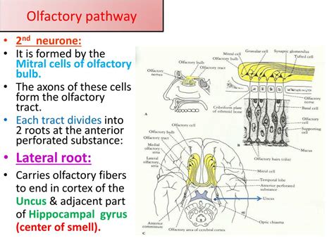 Ppt Nose Olfactory Nerve And Olfactory Pathway Powerpoint