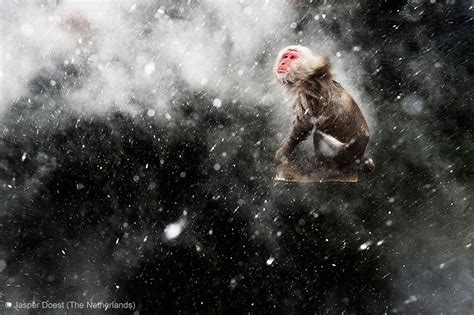 15 Award Winning Photos From The Wildlife Photographer Of The Year 2013