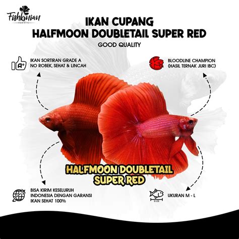 Jual Ikan Cupang Halfmoon Double Tail Hmdt Super Red Grade A Shopee