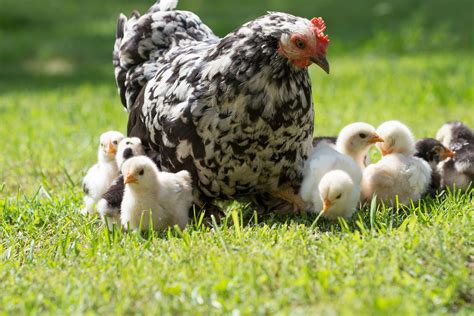Olsen's Grain Flagstaff Baby Chicks For Sale :: Olsen's