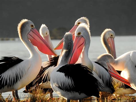 Australian Pelicans Mallacoota Victoria Caroline Jones Flickr