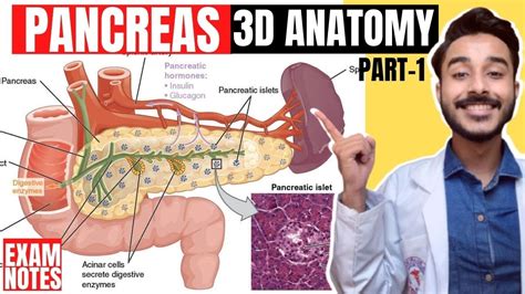 Pancreas Anatomy 3d Neck And Head Of Pancreas Anatomy Anatomy Of