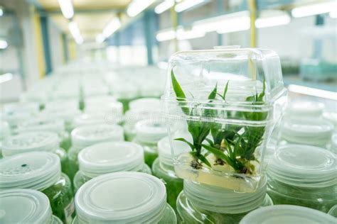 Plant Tissue Culture In The Laboratory Stock Photo Image Of