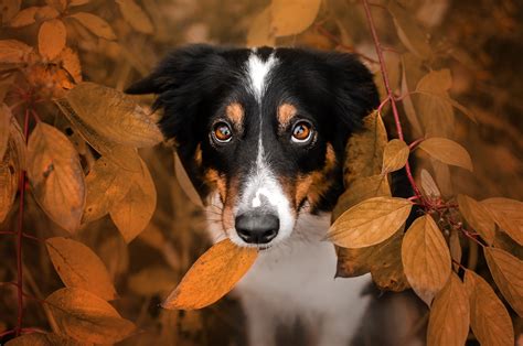 Fall Plants Leaves Animals Dog Mammals Hd Wallpaper