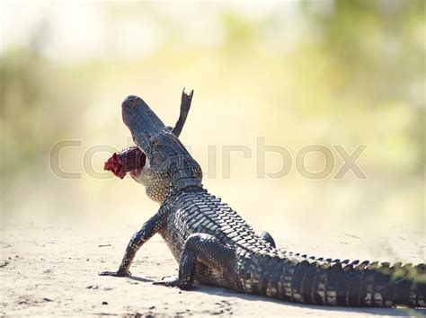 American Alligator Eating A Large Black Stock Image Colourbox