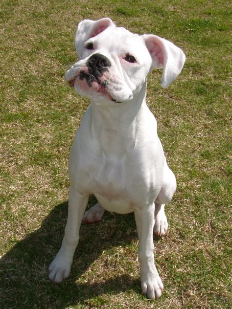 Marvelous White Boxer Lilly Boxer Dogs Facts Boxer Puppies