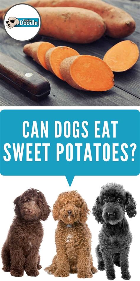 Can Dogs Eat Sweet Potatoes Are Sweet Potatoes Good For Dogs