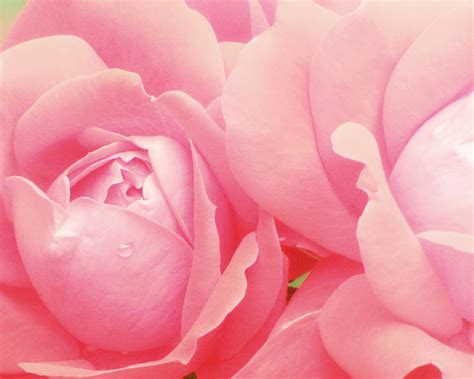 Rose Photography Pink Roses Pink Flower Photography Baby Girl Nursery