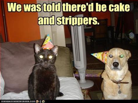 Party Dog And Cat Animal Humor 2 Pinterest