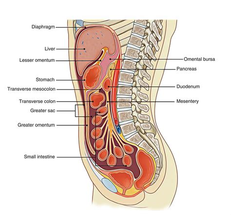 Peritoneum Cavity Digestive System Anatomy Squamous Best Movie Posters Medical Anatomy