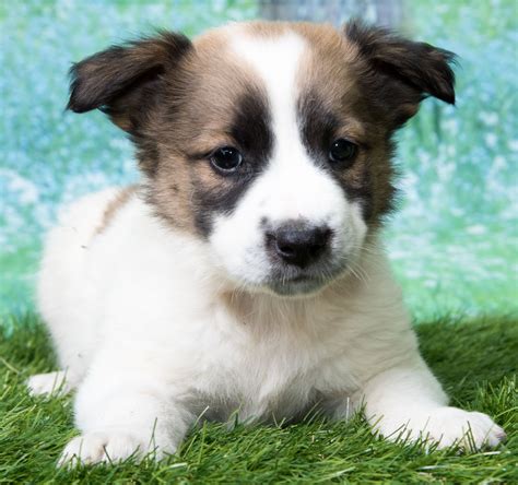 To learn more about each adoptable corgi, click on the i icon for some fast facts, or click on their name or photo for full details. Corgi Puppies Colorado Rescue
