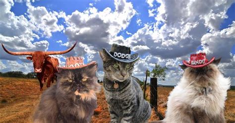 Cat Cowboy Hat Persian Male Cat Wearing A Cowboy Hat Photo Wp42611