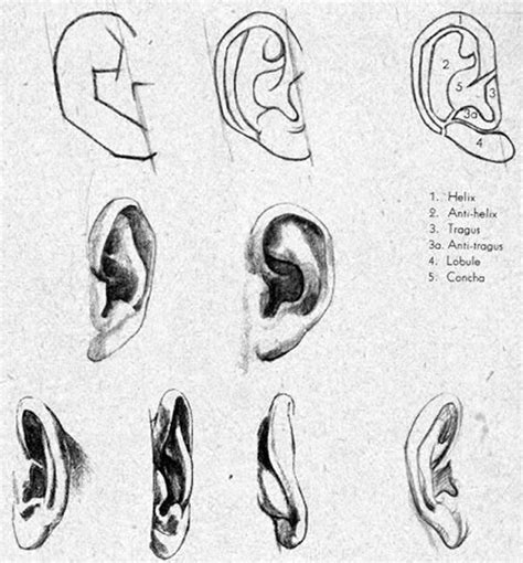 Study On Drawing Ears Take A Look At How These Ears Have Been Drawn