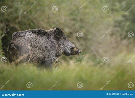 Wild Boar Cautious Stock Photo Image Of Hair Formidable 60327588