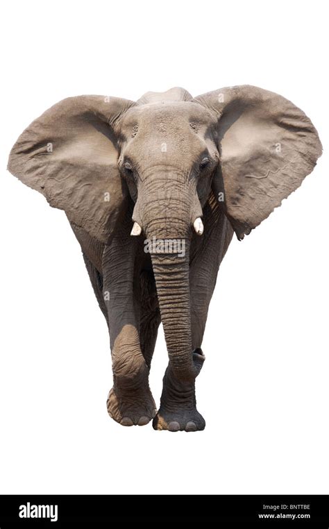 African Elephant Isolated On White Loxodonta Africana Stock Photo Alamy