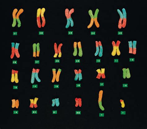 Lista 96 Foto Tipos De Cromosomas Segun El Centromero Mirada Tensa 092023