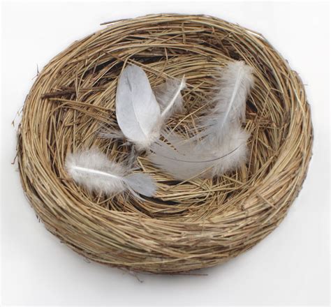 Empty Nest Syndrome How To Deal Medicare Pathways