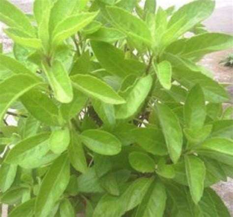 Khasiat dan manfaat daun sambung nyawa itu banyak sekali. YONG SUKA KUNING: BERITA YANG LEBIH GEMBIRA DARI DURIAN ...