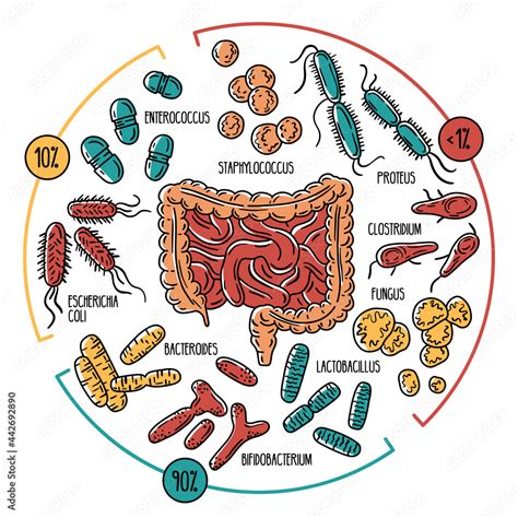 Vector Infographics Of The Human Intestinal Flora Normal