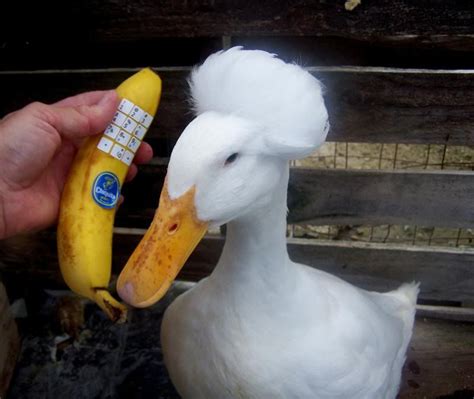 Banana Phone Funny Duck Funny Animal Memes Funny Animals Cute