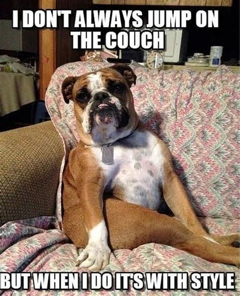 14 Funny English Bulldog Memes Of The Day Petpress Bulldog Funny
