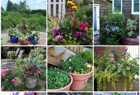 T Plants And Plant Ideas Perfect Container Garden For You