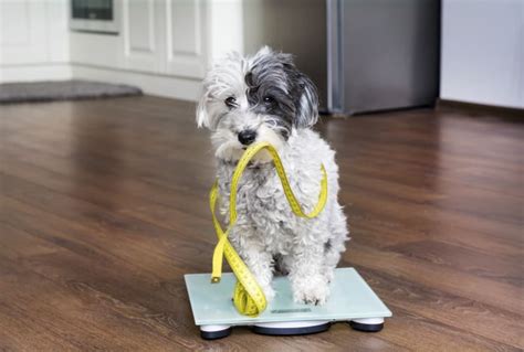 How To Tell If Your Dog Is Overweight And What To Do Tracy Vet