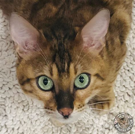 Foster Bengal Rescue