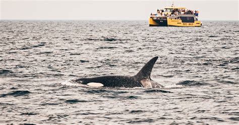 Victoria Whale Watching Cruise By Covered Boat Getyourguide