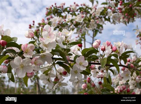 Fruit Tree Blossoms Stock Photo Alamy