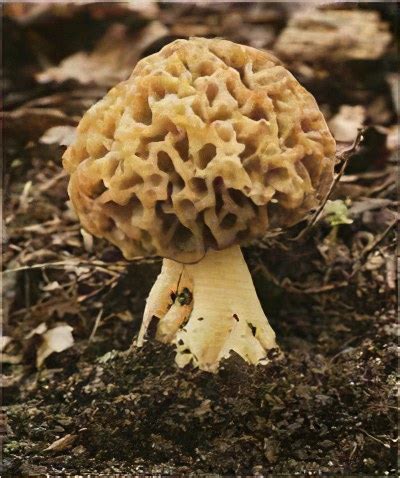 Сморчок (гриб) - полезные свойства и применение сморчка, сушеные ...