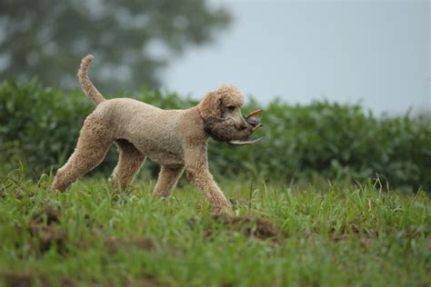 Louter Creek Hunting Poodles Offspring Gallery