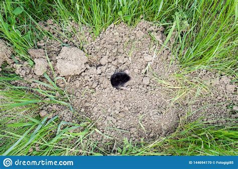 Hole On The Ground From Small Animal Dig It Royalty Free Stock Image