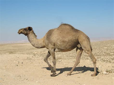 Desert Animals For Kids List With Pictures And Facts Desert Adaptations