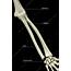The Bones Of Forearm  Stock Image F001/3856 Science Photo Library