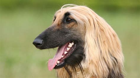 It can be worked in a solid color to create a quietly undulating blanket or worked in an array of shades to create a boldly colorful afghan. Afghan Hound - Price, Temperament, Life span