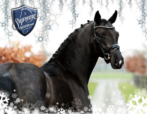 Back To Black 2017 Licensed And Approved Stallion