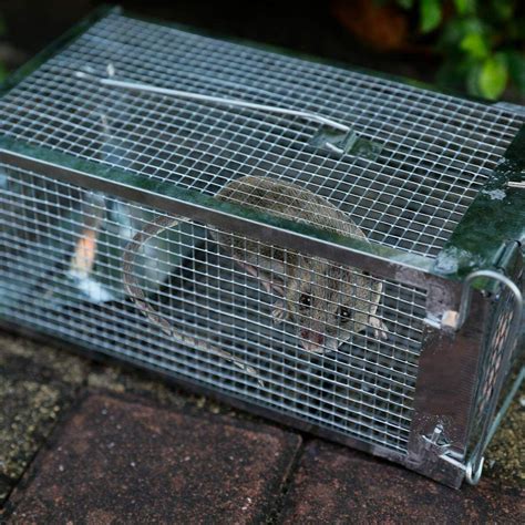 2x Rat Trap Cage Small Live Animal Pest
