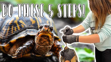 How To Become A Wildlife Rehabilitator In New York State 5 Steps To