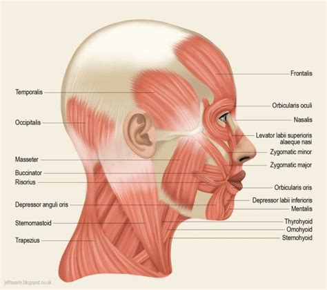 Head Muscles Diagram Head Muscles Face Muscles