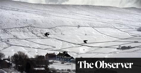 Fears For Wildlife As Migratory Birds Fly In To Uk Snowstorm World