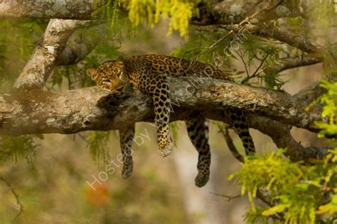 Sjwray Wildlife Photography Leopard Sleeping In Tree