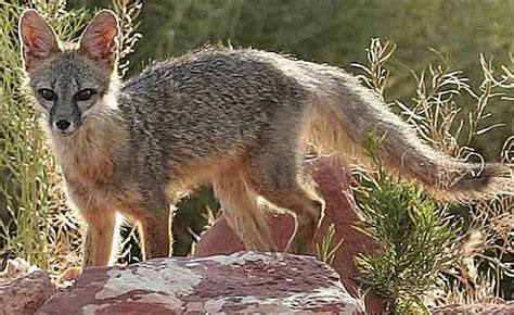 Kit Fox Big Ears In The Desert Animal Pictures And Facts