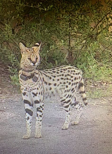 Rocky The Escaped African Cat Spotted Again In Virginia