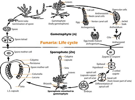 The Development Of Funaria Gametophyte Always Initiated Froma Antheridium B Protonemac