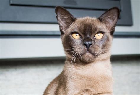 Burmese Cat Breed Corner Mad Paws Blog