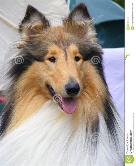 Lassie Clipart 20 Free Cliparts Download Images On Clipground 2023