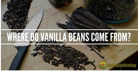 The beavers gland is filled with a substance called castoreum. Where Do Vanilla Beans Come From?