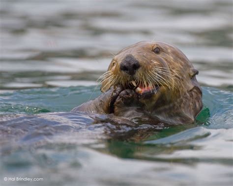 Holding Breath Marine Mammals Of The Pacific Coast Hal Brindley